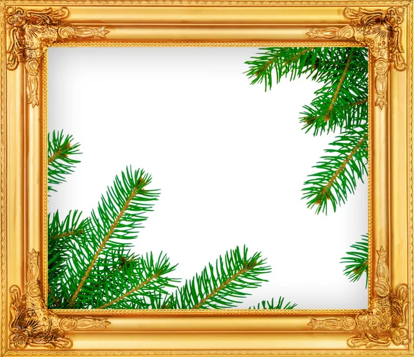 The spruce branches in a wooden frame — Stock Photo, Image
