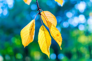 Sarı sonbahar yaprakları