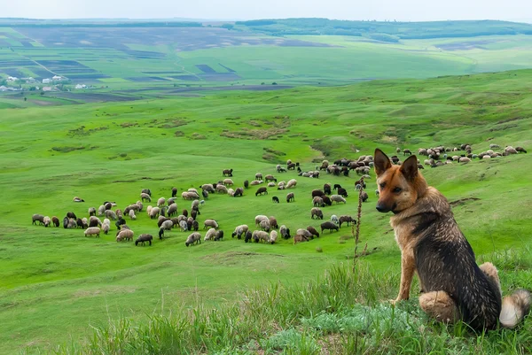 Un troupeau de moutons — Photo