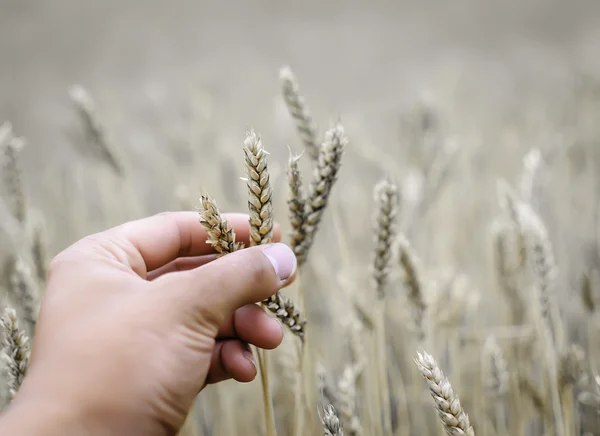 Siccità del grano — Foto Stock