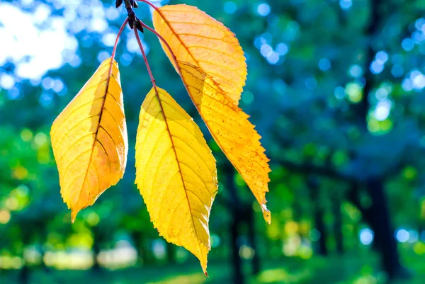 Autumn yellow leaves — Stock Photo, Image