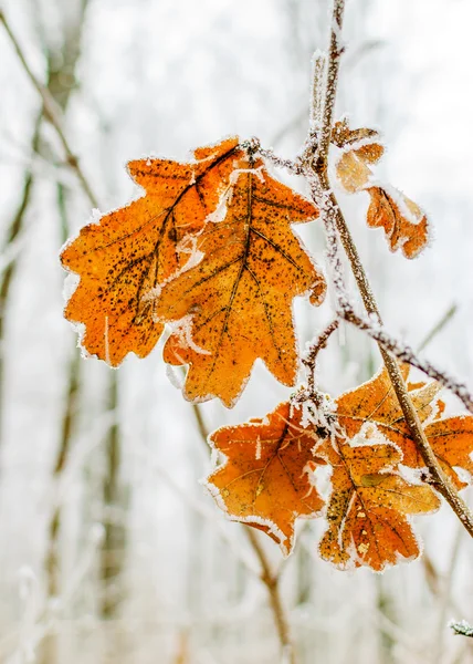 Feuilles de chêne congelées — Photo