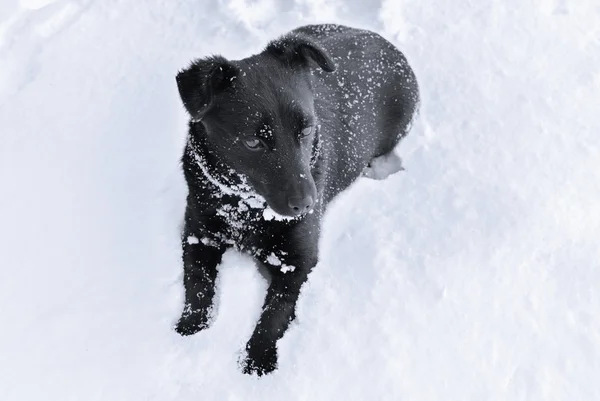 Chien sur neige — Photo