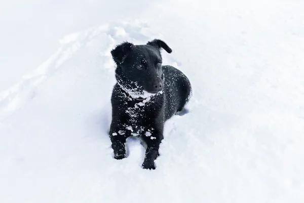 kar üstünde köpek