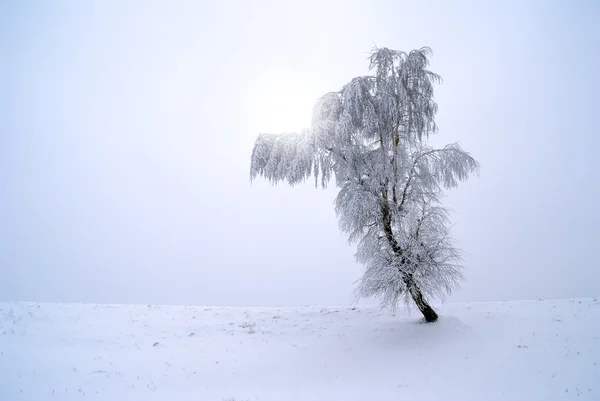 Minimalismo invierno — Foto de Stock