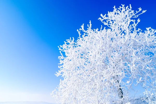 Снежное дерево — стоковое фото