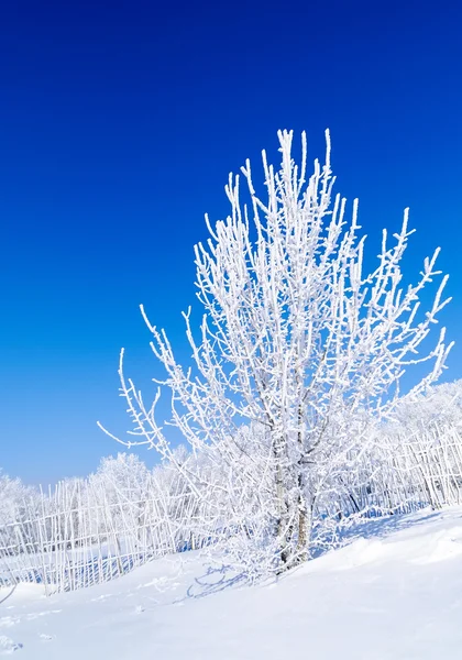 Árbol cubierto de nieve —  Fotos de Stock