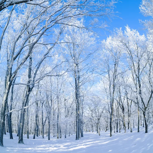 Panorama des Winterwaldes — Stockfoto