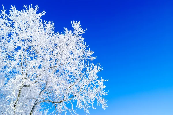 背景雪树 — 图库照片