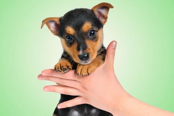 Cãozinho. — Fotografia de Stock