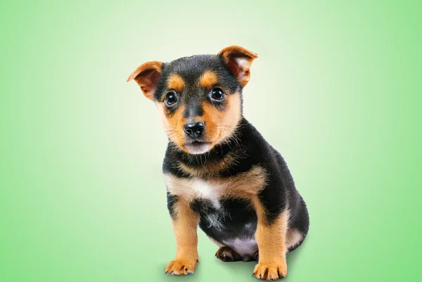 Kleine pup — Stockfoto