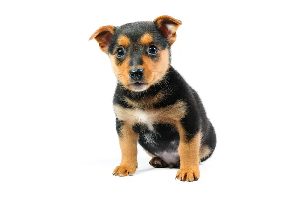 Kleine pup — Stockfoto