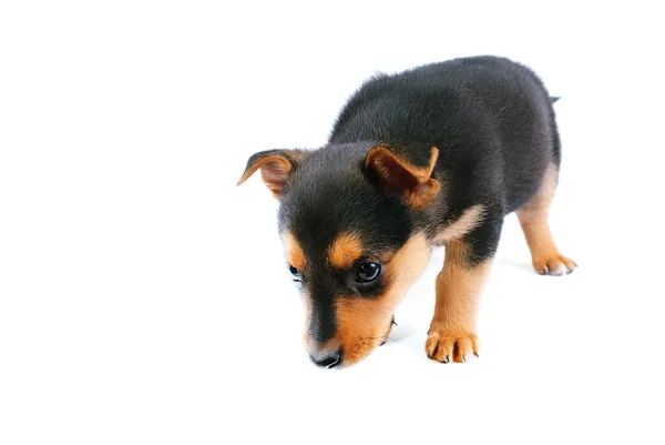 Kleine pup — Stockfoto
