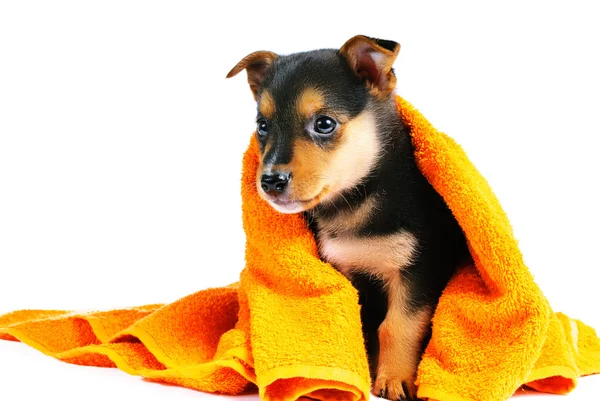 Kleine pup — Stockfoto