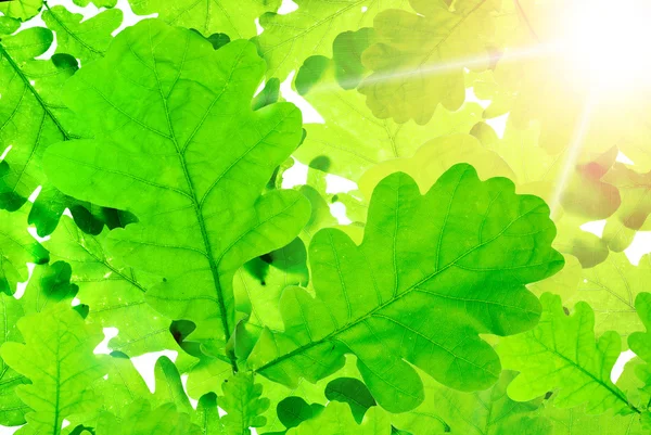 Oak leaves — Stock Photo, Image