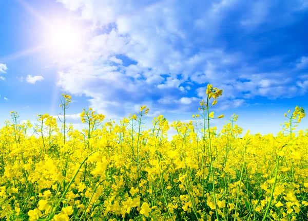 Rapeseed field — Stock Photo, Image