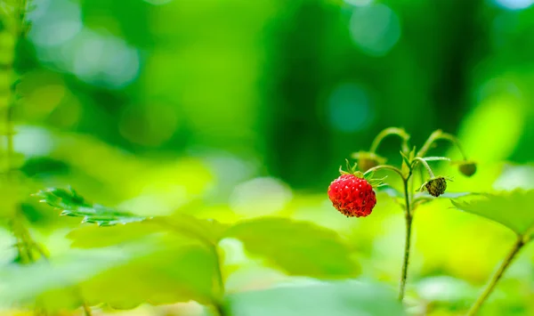 Wild berry — Stock Photo, Image