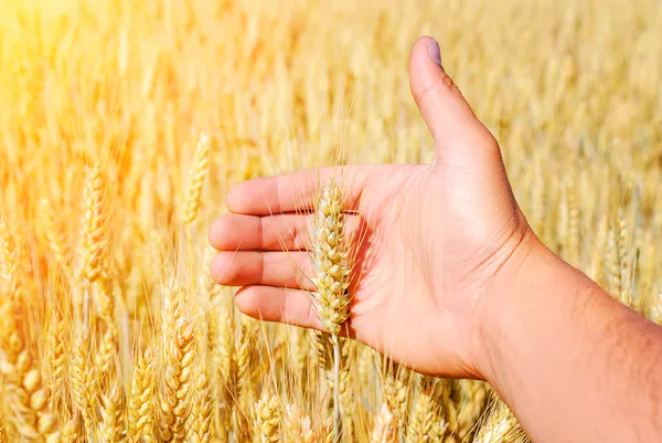 Засуха пшеницы — стоковое фото