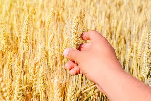 Sequía de trigo — Foto de Stock