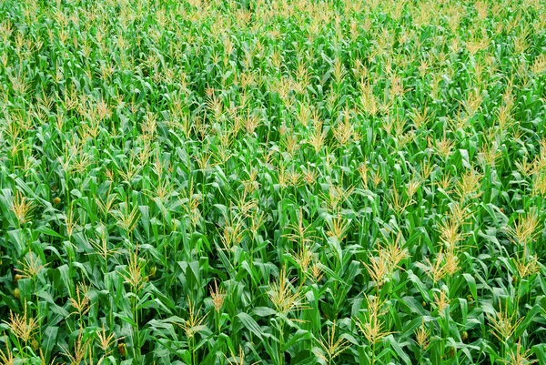 Cornfield — Stockfoto