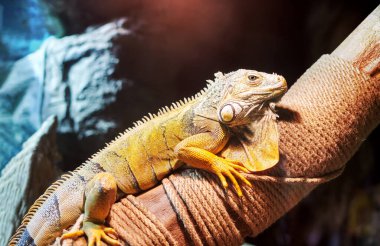 Ağaçta oturan sıradan yeşil iguana.
