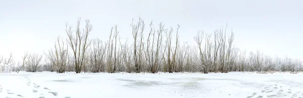 Invierno hermoso paisaje con árboles cubiertos de heladas — Foto de Stock