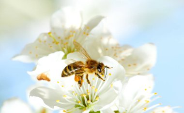 Uçan bal arısı elma çiçeğinden arı poleni topluyor. Arı bal topluyor..