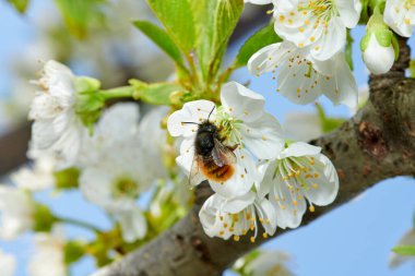 Uçan bal arısı elma çiçeğinden arı poleni topluyor. Arı bal topluyor..