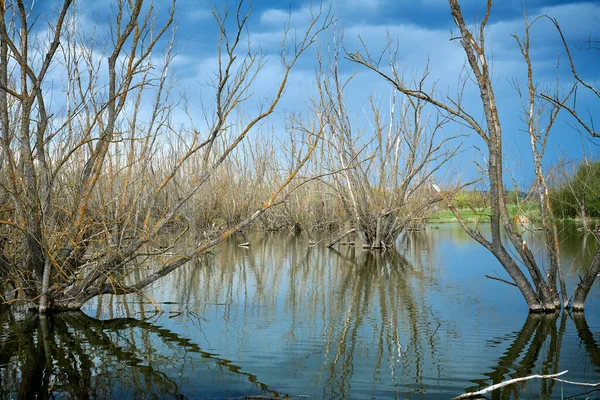 Dried tree trunks flooded with water destruction of nature — Photo