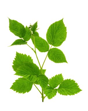 raspberry leaves shot close-up on a white background in the studio