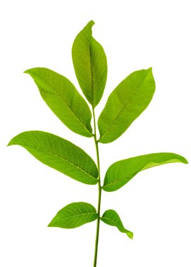 branch of walnut isolated on white background close-up