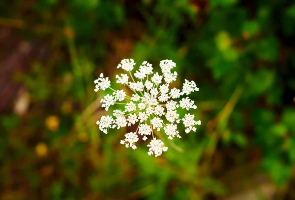 White Flower Shot Green Grassy Background — Zdjęcie stockowe