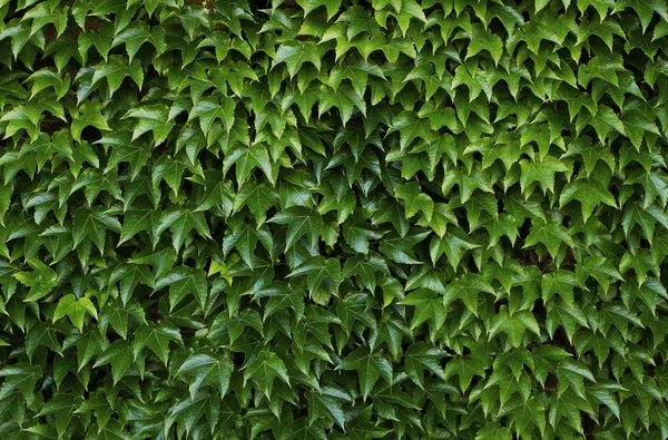 yeşil sarmaşık yapraklarının arkaplanı