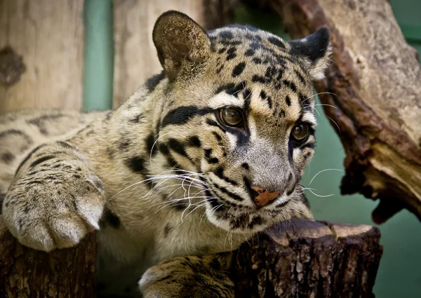 Porträtt av en vacker adult leopard på en horisontell bakgrund — Stockfoto