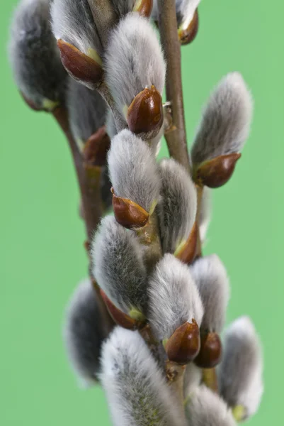 Blooming willow buds closeup — Stock Photo, Image