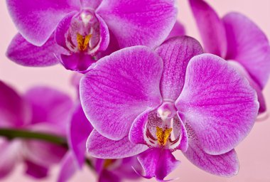 pembe orkide çiçekleri