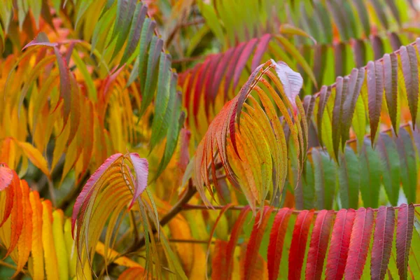 Belos Ramos Outono Com Folhagem Amarela Vermelha Natureza Fundo Parque — Fotografia de Stock