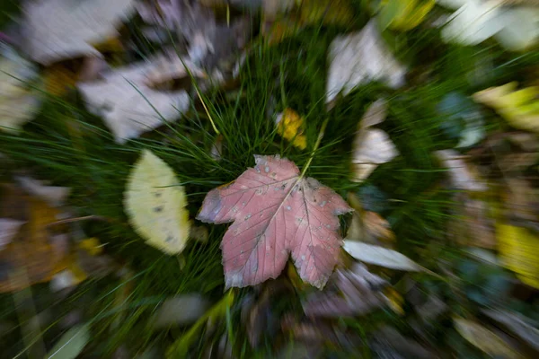 Осенние Листья Зеленой Траве Парк Осенью Осенний Фон Баннер Осенний — стоковое фото