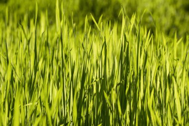 Yeşil çimenler. Tasarım için doğa konsepti. Parlak doğal bokeh. Güneşli bir sabah. Küçük bir alan derinliği. Soyut doğa geçmişi. Tasarım veya metin eklemek için kavram. Yakın çekim. Yumuşak makro atış kullanılıyor . 
