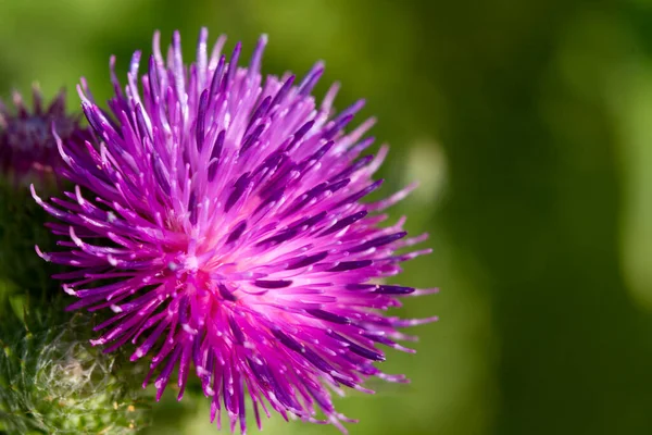 Thistle is spotted. Medical plant. Milk thistle fruit is used as a medicinal product.Milk thistle has a huge number of different macro- and microelements, vitamins. Milk thistle is native to the Mediterranean region.