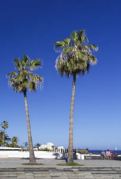 Due palme sul lungomare — Foto Stock