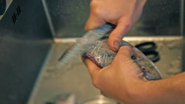 Dorado balık pulları temizleniyor, eller kapalı.