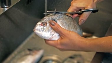 Dorado balığının yüzgeçlerini kesiyor, elleri yakın plan.