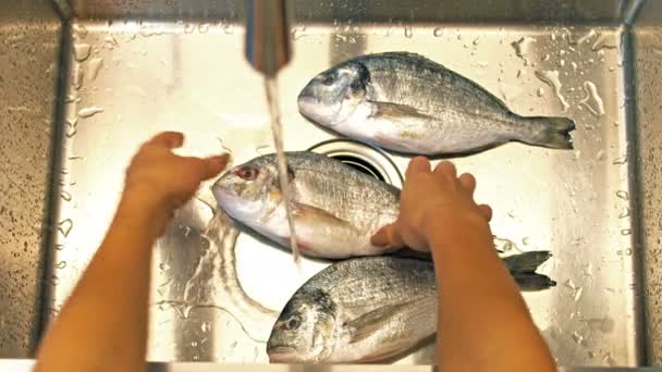 Dorado Ψάρια Πλύσιμο Κάτω Από Τρεχούμενο Νερό Χέρια Κοντά — Αρχείο Βίντεο