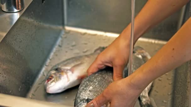 Dorado Vissen Wassen Onder Stromend Water Handen Van Dichtbij — Stockvideo