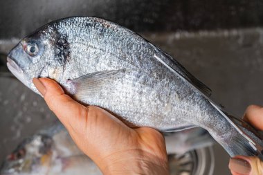 Dorado balığının yüzgeçlerini kesiyor, elleri yakın plan.