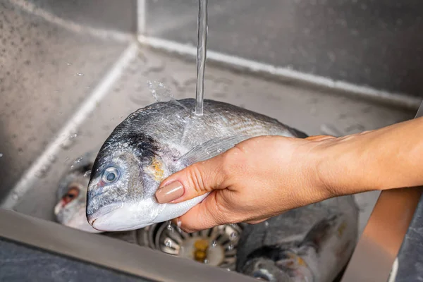 Dorado Ryby Mytí Pod Tekoucí Vodou Ruce Zblízka — Stock fotografie
