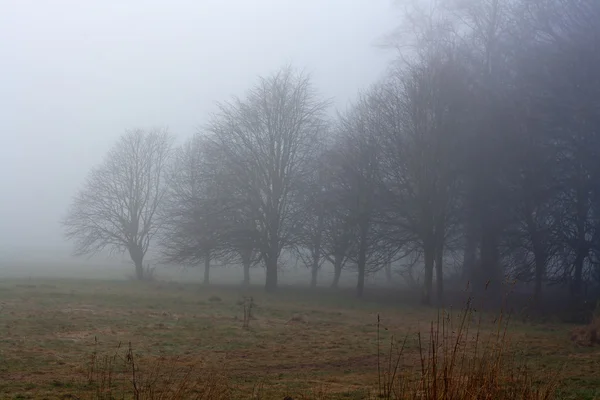 Raden av träd på en dimmig vintrar dag — Stockfoto