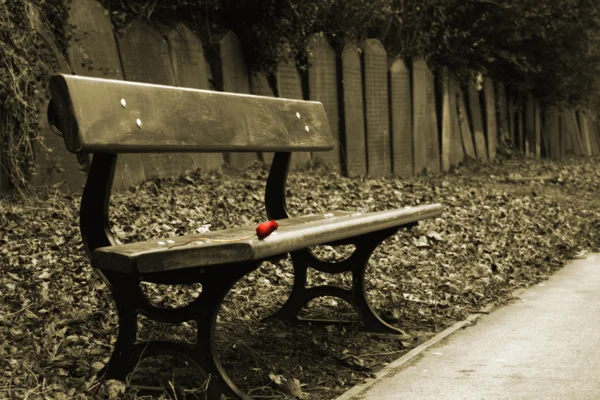 Съемка скамейки с одной красной розой и рядом надгробий позади — стоковое фото