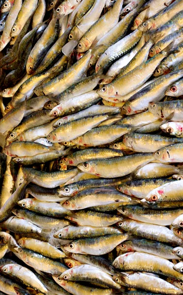 Peixe recentemente capturado para venda no mercado de rua turco — Fotografia de Stock